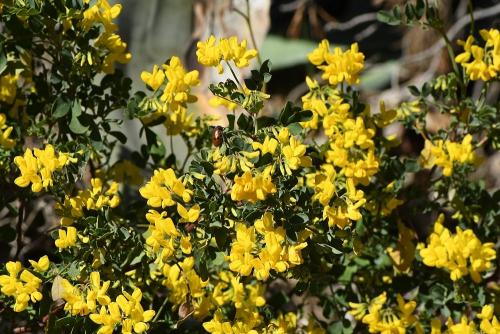 Lachnaia tristigma